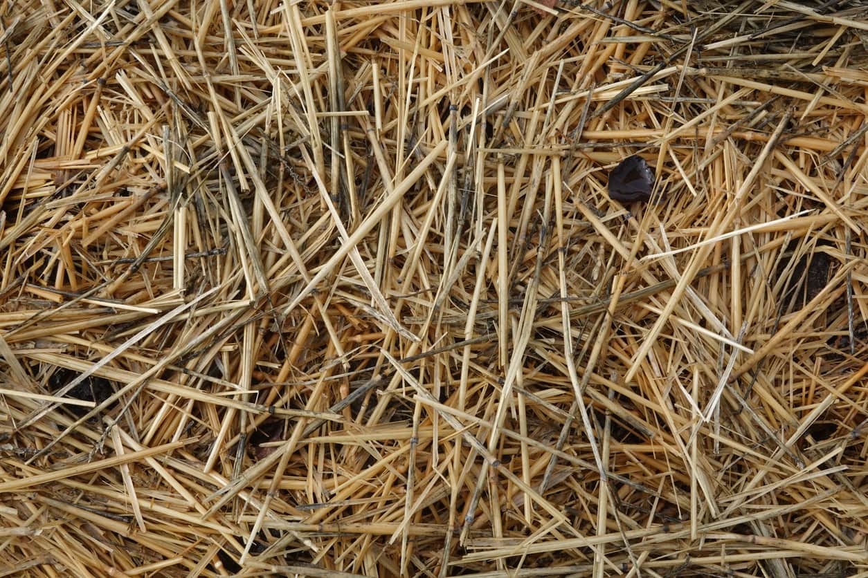 Dry straw texture with organic agricultural material